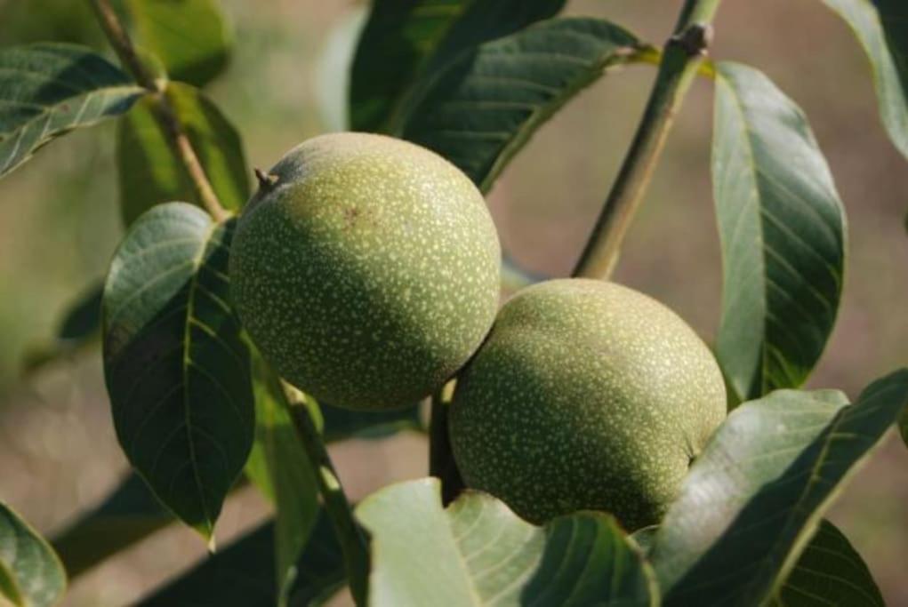 Quinta Da Estima Βίλα Dous Portos Εξωτερικό φωτογραφία