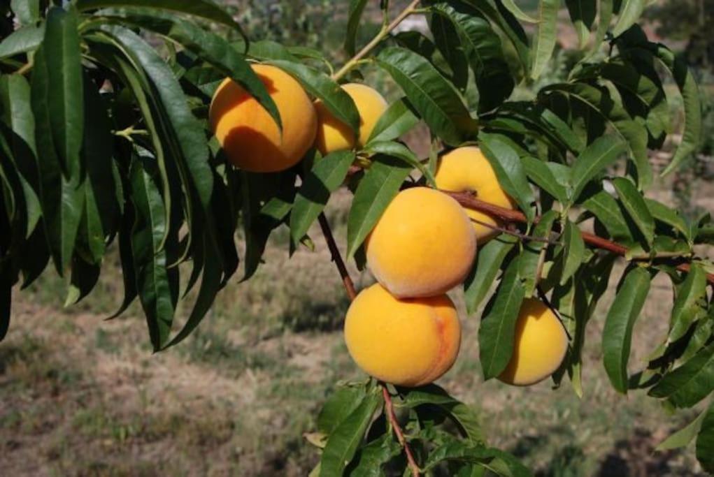 Quinta Da Estima Βίλα Dous Portos Εξωτερικό φωτογραφία