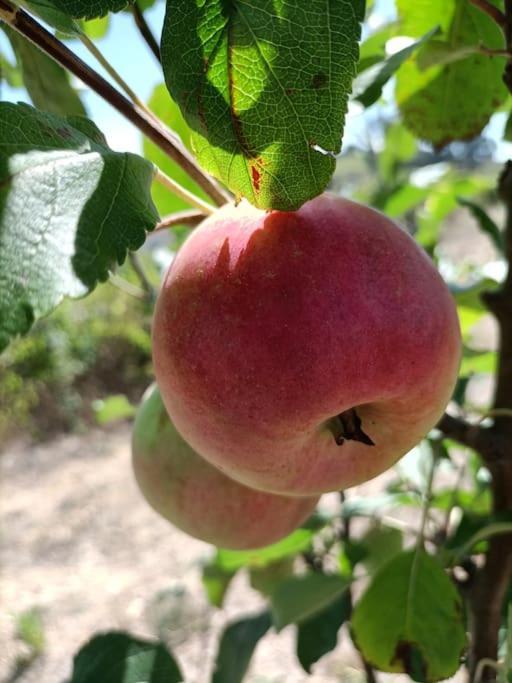 Quinta Da Estima Βίλα Dous Portos Εξωτερικό φωτογραφία