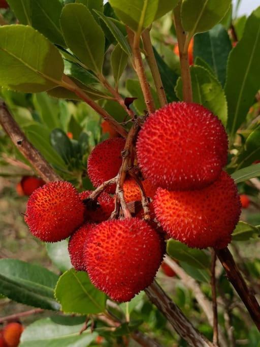 Quinta Da Estima Βίλα Dous Portos Εξωτερικό φωτογραφία