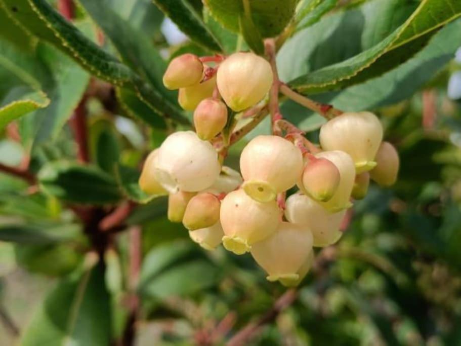 Quinta Da Estima Βίλα Dous Portos Εξωτερικό φωτογραφία